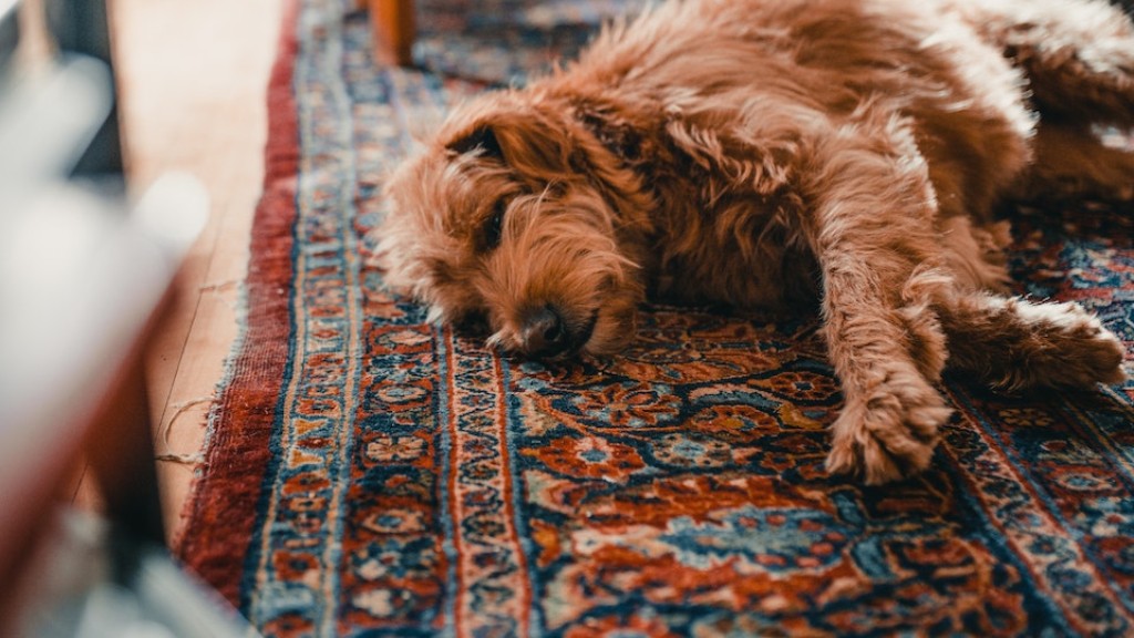 How do you remove dog urine from carpet?